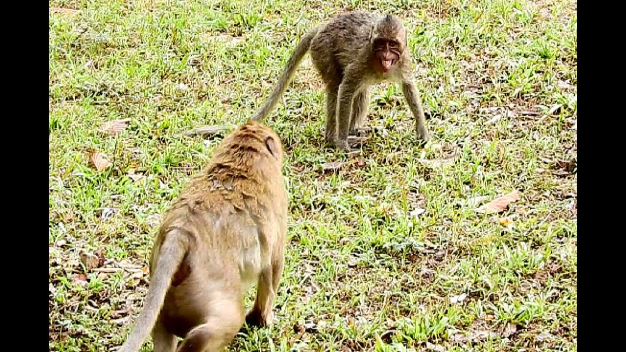 Big Boss SweatPea angry poor orphan Jessie, she crying! Jealous Jessie got mango