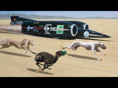 Video: The Fastest Dog In The World