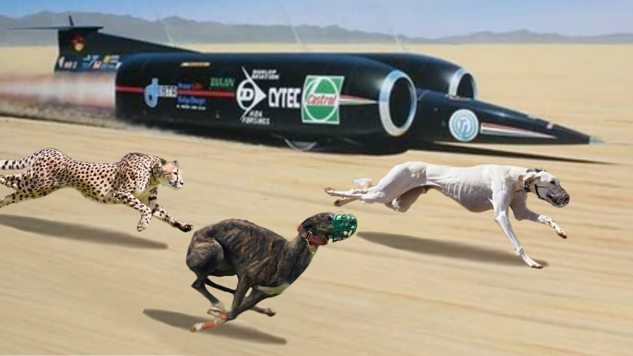 how fast do greyhounds run in a race