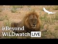 WILDwatch Live | 09 January, 2021 | Morning Safari | South Africa