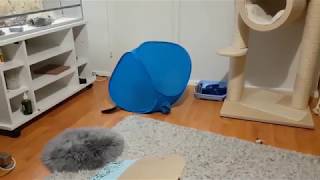 Look mom, I'm a cube! by Piivi 83 views 5 years ago 27 seconds