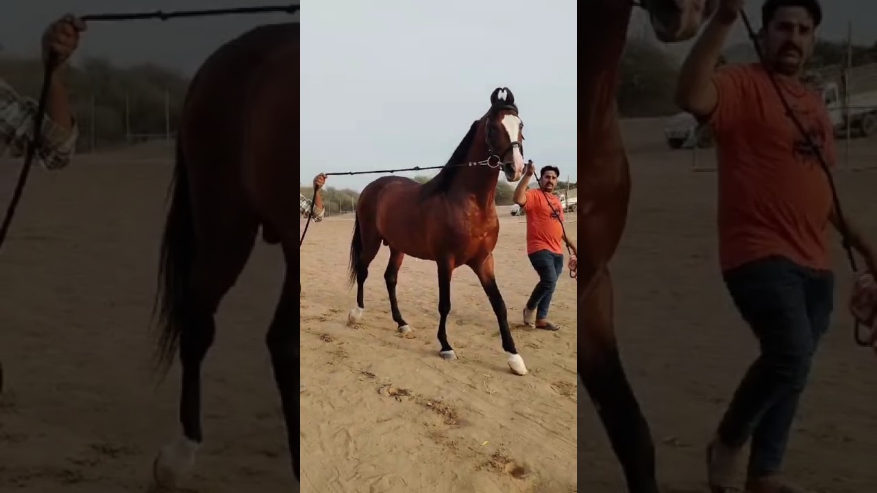 King ghoda 🥰 #horse #horselover #animals #shorts #trending #horseriding #ghoda