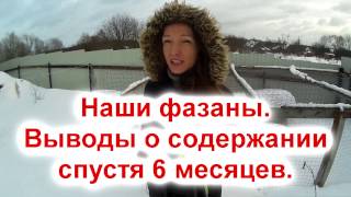 Наши охотничьи фазаны/Выводы о содержании спустя 6 месяцев. Наши охотничьи фазаны/Выводы о содержании спустя 6 месяцев.