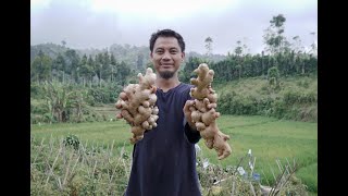 Java Ginger Farm