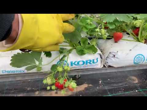 Видео: Какво е ягода Camarosa – съвети за отглеждане на ягоди Camarosa