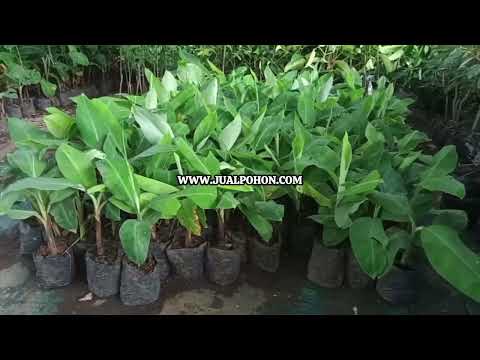 Jual Bibit Pisang Ambon Varietas Unggulan Langsung dari Petani!