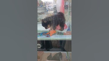 chúc cô chú anh chị buổi tối an lành 😘😘 #shortvideo #pets #cute #food