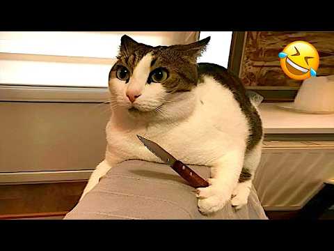 Funny Animals 2026 😂 New Funny Cats & Dogs Videos 🐱🐶 #3