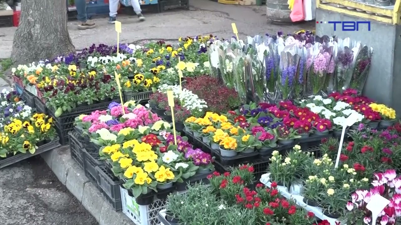 Cvetna bašta na Zelenoj pijaci u susret 8. martu-TV Pančevo