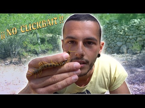 Video: Cum Arată Centipedul și Este Periculos Pentru Oameni