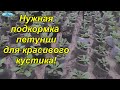 Петуния будет пышной от этой подкормки!