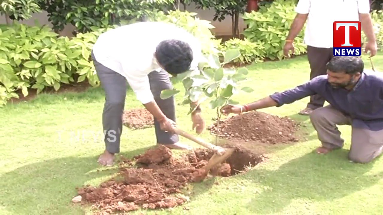 MP Santhosh Kumar Plants Saplings throws green challenge to 4 others | T News live Telugu