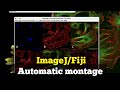 How to make automatic montage in fiji  how to arrange microscope images in imagej magicmontage 