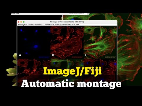 How to make automatic montage in Fiji | How to arrange microscope images in ImageJ #Magicmontage #