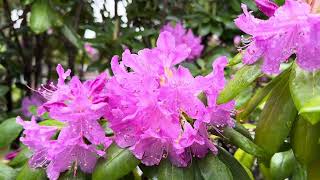 067 Walking in the rain with Beautiful Rhododendron flowers