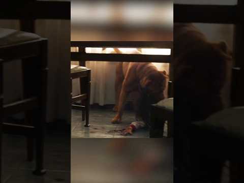 An Evil Spirit Enters The Dog Shorts Viral Movie Cinemarecap Movierecap Recap 