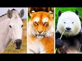 Intenta reconocer a estos más de 20 animales sin sus famosos patrones