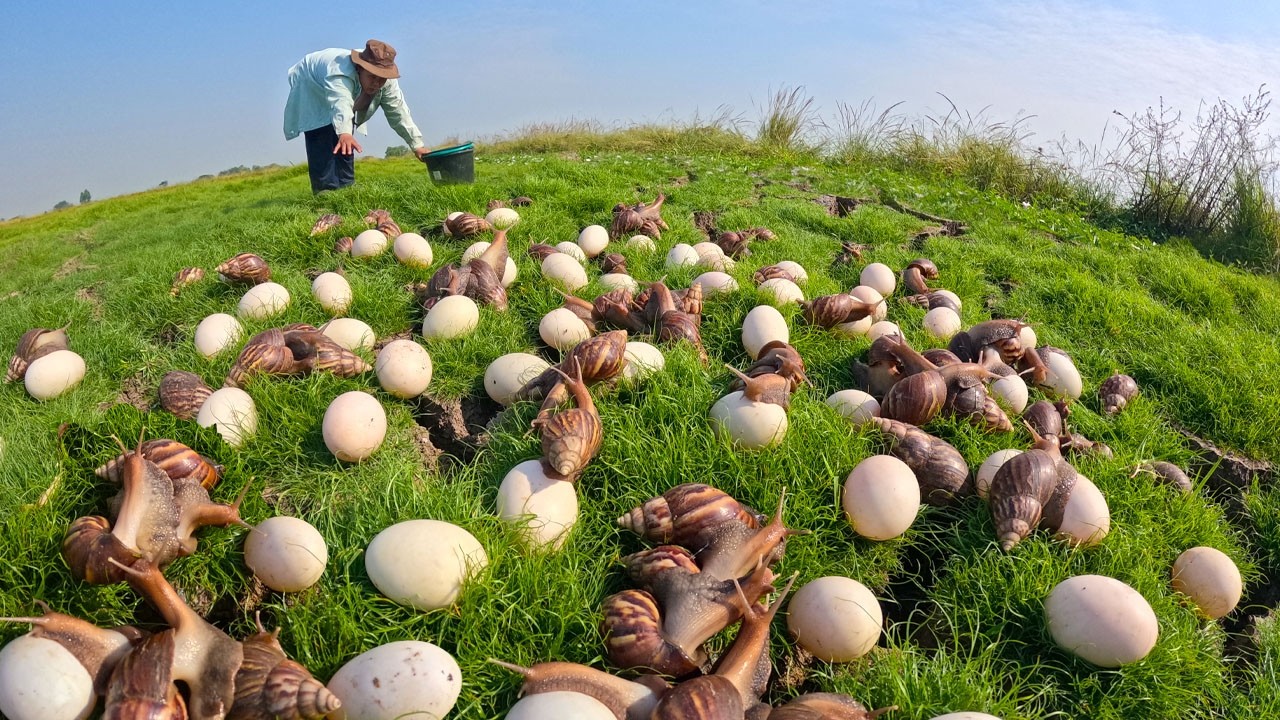 Harvesting Giant Snails and Fresh Duck Eggs in the Field
