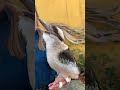 Kookaburra