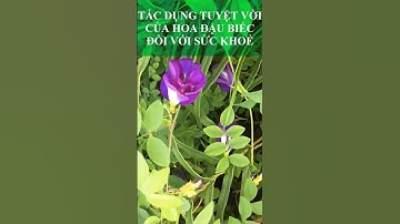 TÁC DỤNG TUYỆT VỜI CỦA HOA ĐẬU BIẾC ĐỐI VỚI SỨC KHOẺ #NTH