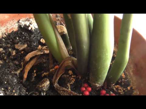 Videó: Miért fonnyad és barnul az Aloe – Mi okozza a barna Aloe Vera növényt