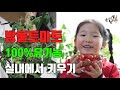 집에서 다이소 방울토마토 키우기 화분 유기농재배 방법