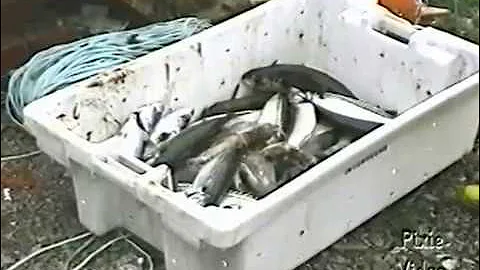 Let's Visit St Pierre & Michelon