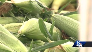 York County farmer to use sweet corn sale to help others in need