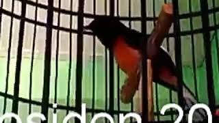 KABAR BURUNG