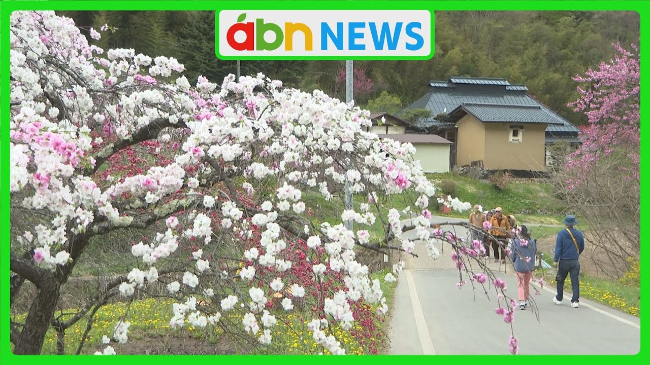 Approximately 2,000 flowering peach trees stretch for about 4