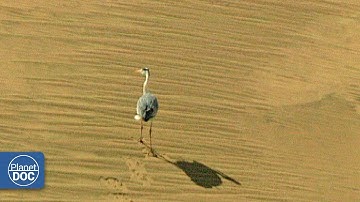 Inhabitants of the Namib. The Oldest Desert in the World - Part 1