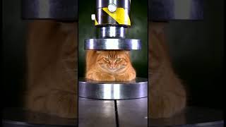 The Chillest Cat Under A Hydraulic Press