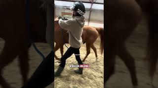 Young horse Leo is going to be backed in a headcollar 🤣 #horse #equestrian #horseriding #younghorse