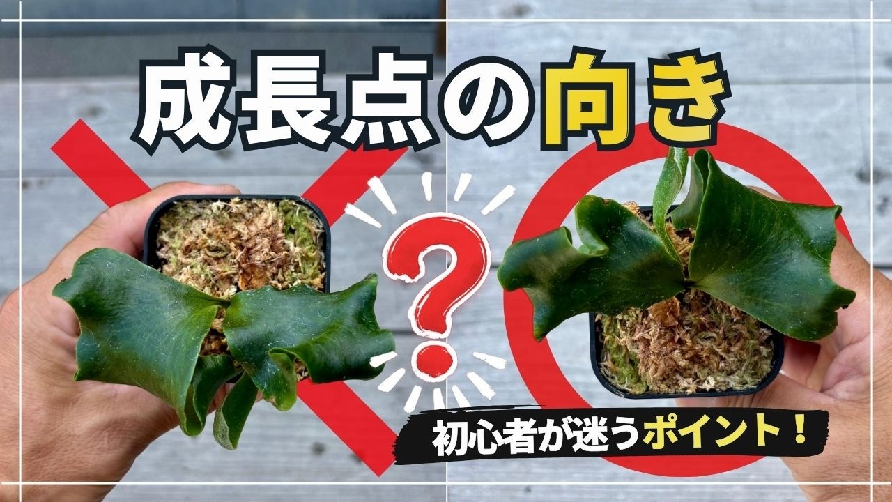A common question for beginners with staghorn ferns: 