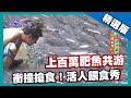 【泰國】百萬肥魚滿山頭 活人餵食秀｜《世界第一等》596集精華版