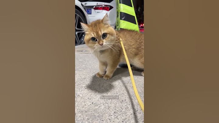 Don't touch me!#cat  #catlover #funny #funnyvideos #foryou #fypage #fypツ #funnycat  #cats