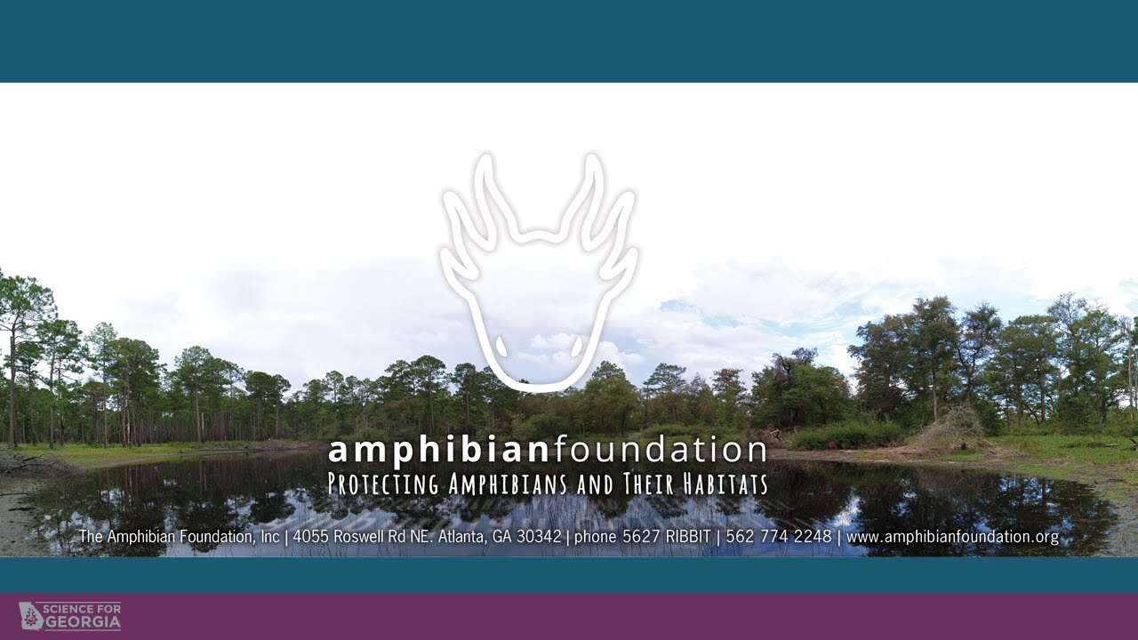 Amphibian Foundation and the Bridge Program YouTube