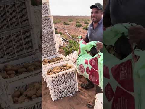 شاهد هكتار ديال بطاطا شحال خاصك ليه ديال فلوس شاهد الى اخير