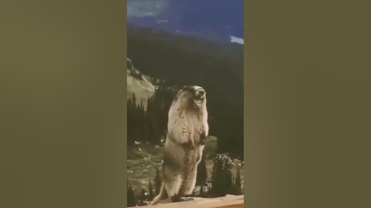 Суслик кричит и взрывается - YouTube