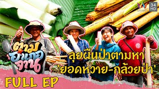 ตามหาวัตถุดิบจากผืนป่า 'ยอดหวาย-กล้วยป่า' จ.น่าน | ตามอำเภอจาน | 10 ธ.ค.65 Full EP