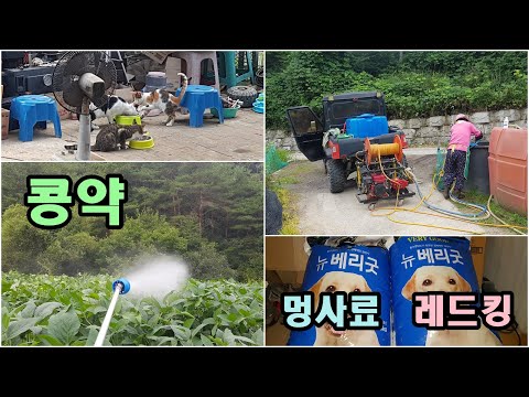 콩 약치고,레드킹,개사료