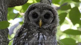 Full Video of Screech Owls in Central Park in OB, Florida #Owls #nature #babyowl #NikonP1000