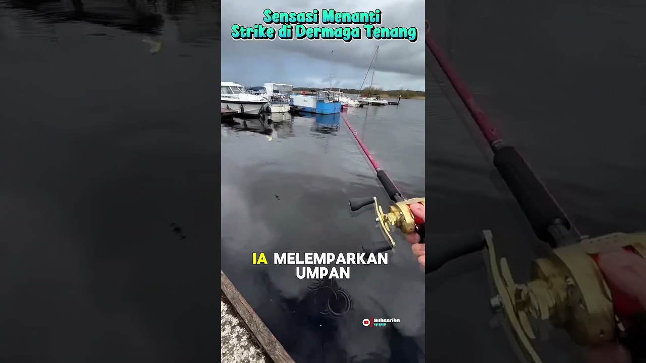 Uji Coba Swimbait di Perairan Tenang #shortvideo #fishing #faktamenarik #mancing