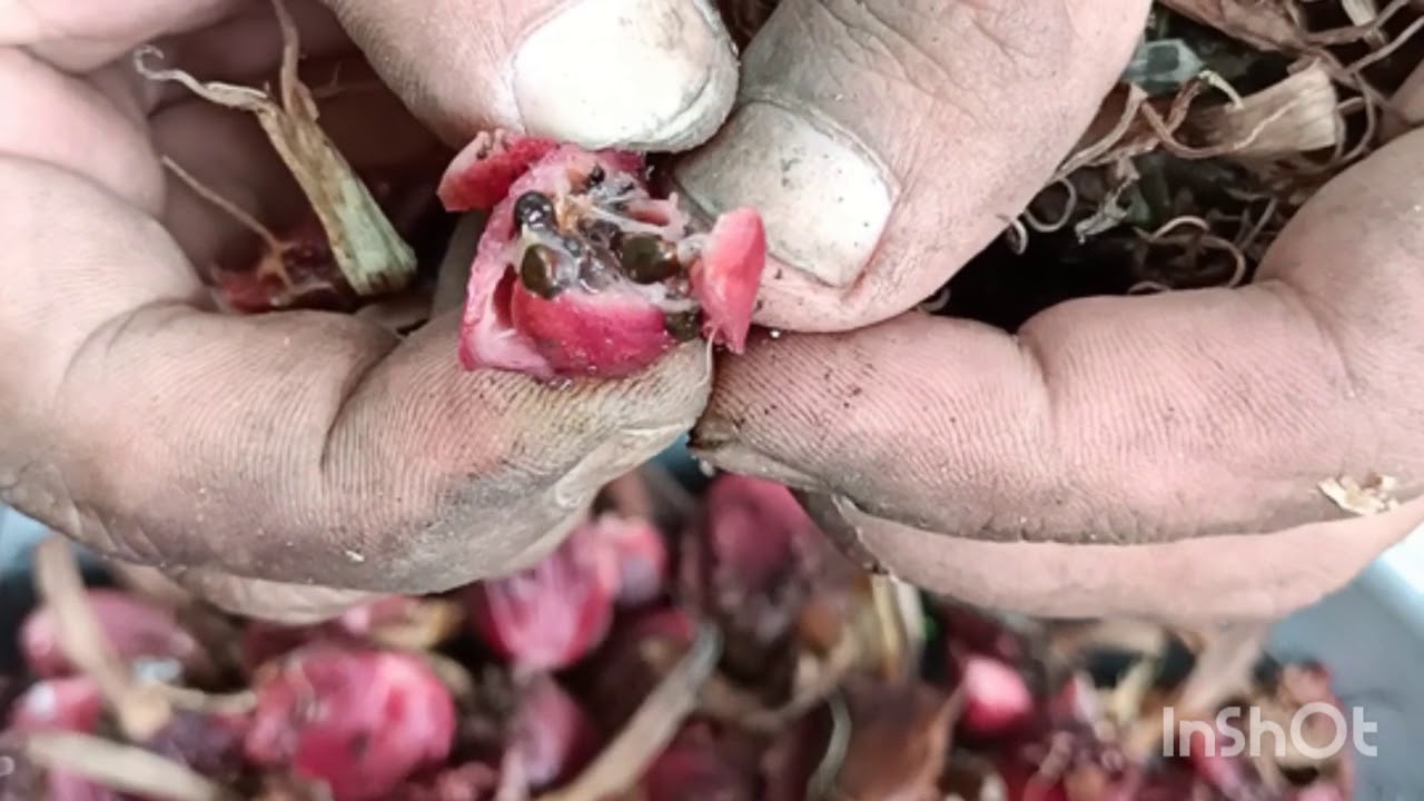 Large Cardamom : How it's harvested.