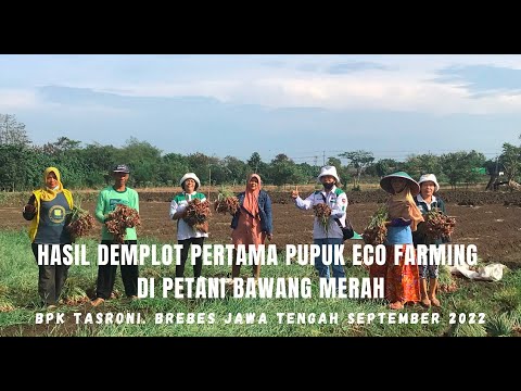 Hasil Bawang Merah Pak Tasroni Dari Pemakaian Pupuk Eco Farming | Kabupaten Brebes