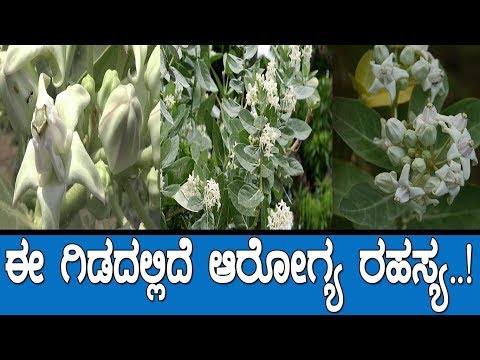 ಈ-ಗಿಡದಲ್ಲಿದೆ-ಆರೋಗ್ಯದ-ಅದ್ಭುತ-ರಹಸ್ಯ..!-medicinal-plant-calotropis-gigantea-/-ekke:-by-m2