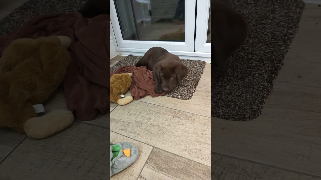 Chocolate Labrador puppy told off for biting 🤣 YouTube