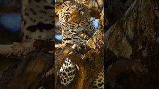 Incredible Camouflage: Leopard Chilling Among the Branches #wildlife#shorts #subscribe