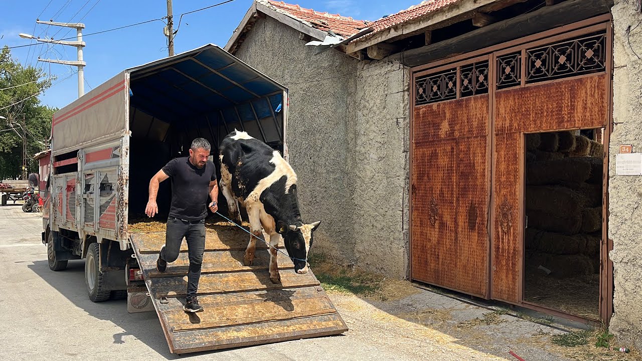 BÜYÜKBAŞ NAKLİYELERİ