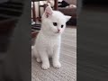 baby cat 🐈 😻 🐈⬛️ #catsofinstagram #cats #cats #workingcat